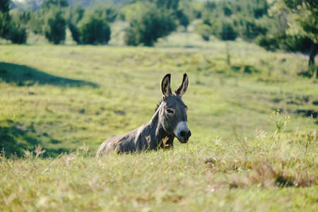 Mini donkey behind hills in Texas landscape on farm, scenic rural ranch.の写真素材
