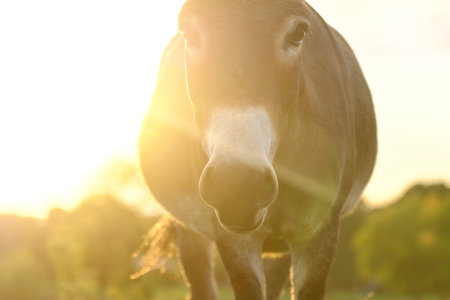 Mini donkey in farm pasture looking at camera during sunset.