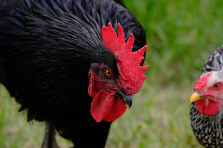 Black rooster with hen on farm closeup, shows cage free chickens.