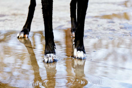 Dog paws standing in puddle of water.の写真素材