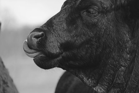 Cow close up in black and white with tongue out, relaxing on farm.