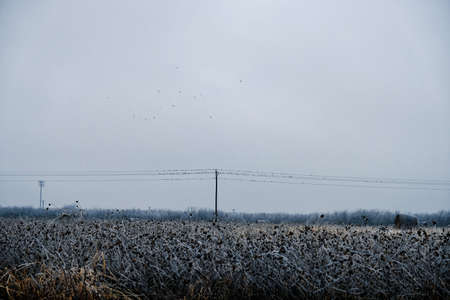 Rural winter landscape in Texas with icy weather.の写真素材