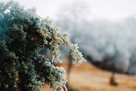 Freezing weather shows close up of ice on green cedar branch.の写真素材