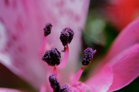 Floral concept shows hot pink lily in macro.