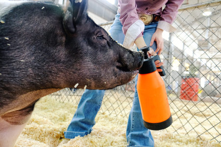 Pig close up getting drink of water at show.