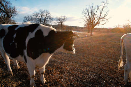 Holstein breed of dairy cattle on farm during winter looking awayの写真素材