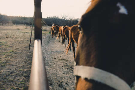 Horse herd in rural pasture.の写真素材