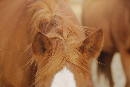Healthy horse hair shows mane close up.