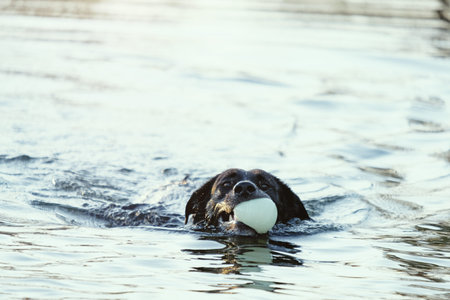 Dog in pond water swimming with ball close up, copy space on background.