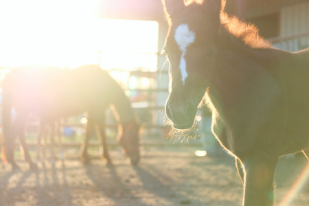 Young filly foal and mare horse on farm, foaling season concept during golden hour.の写真素材