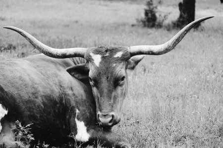 Lazy cow shows Texas longhorn laying down closeup in black and white.