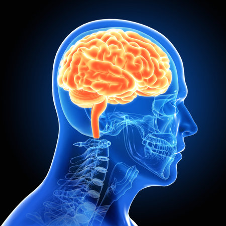Human Male Brain Scan