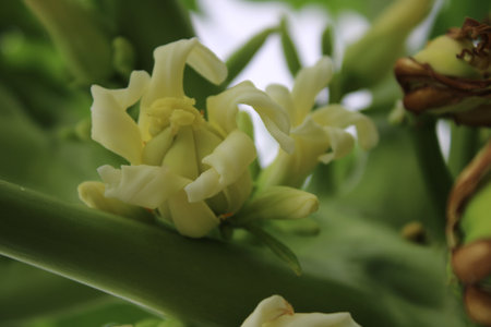 papaya flower close up on a tree in the garden, stock photoの写真素材