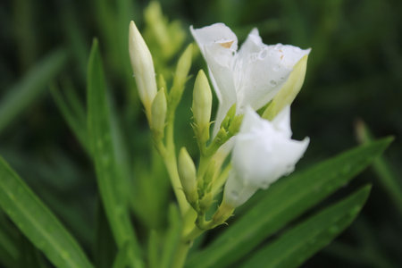 White flower in the garden, close up of beautiful white flower.の写真素材
