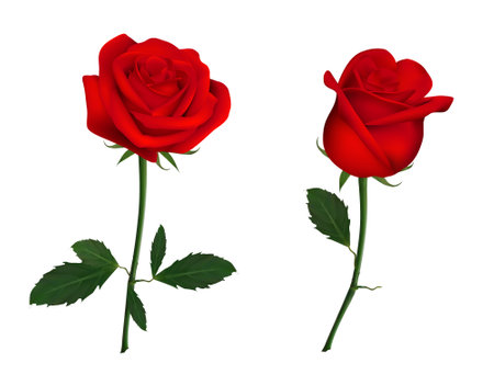 Beautiful red rose flowers. Realistic Elements for Labels of Cosmetic Skin Care Product Design. Vector Isolated Illustrationのイラスト素材