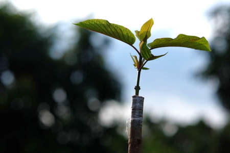 Leaves of Mitragyna speciosa (kratom), Propagating Kratom plants by Cleft Grafting. Kratom leaves contain addictive substances and are used as a type of medicine.の写真素材