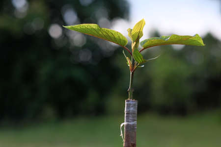Leaves of Mitragyna speciosa (kratom), Propagating Kratom plants by Cleft Grafting. Kratom leaves contain addictive substances and are used as a type of medicine.の写真素材