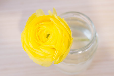 yellow Ranunculus in water