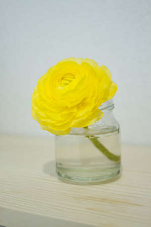 yellow Ranunculus in waterの写真素材