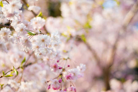 cherry blossomの写真素材
