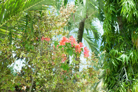 bougainvillea and green leaf landscape.の写真素材