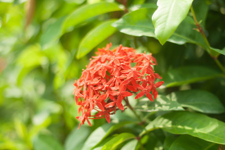 bougainvillea and green leaf landscape.