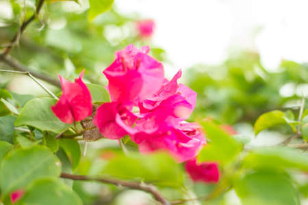 bougainvillea and green leaf landscape.の写真素材