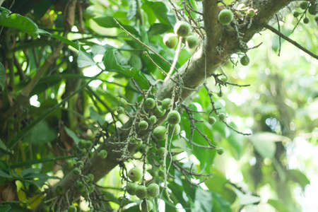 tropical flower of the outdoor landscapeの写真素材