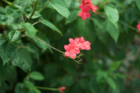 tropical flower of the outdoor landscapeの写真素材