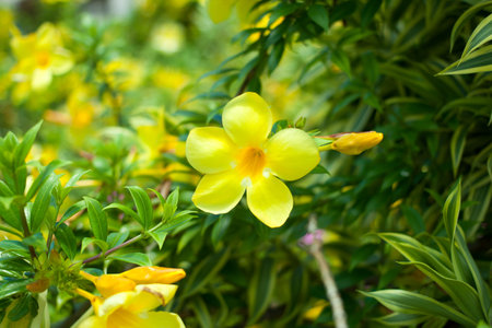 tropical flower of the outdoor landscapeの写真素材