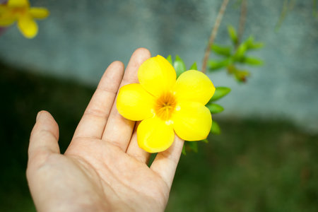 tropical flower of the outdoor landscapeの写真素材
