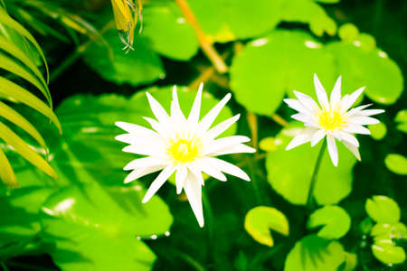 tropical flower of the outdoor landscapeの写真素材