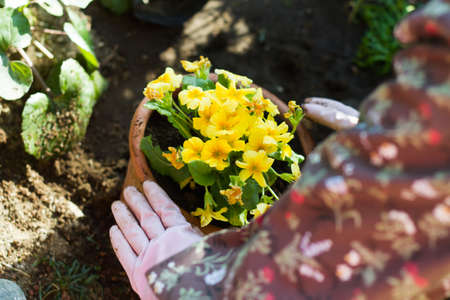 flower plant landscape .の写真素材