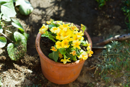 flower plant landscape .