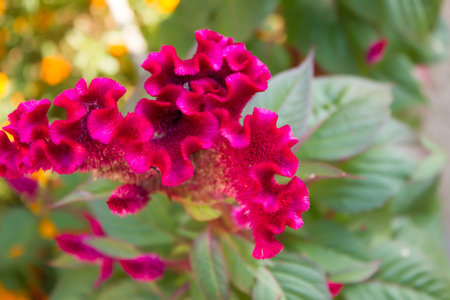 tropical flower of the outdoor landscape.