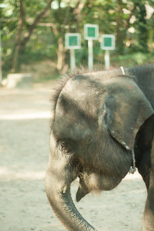elephant show with people outdoor .の写真素材