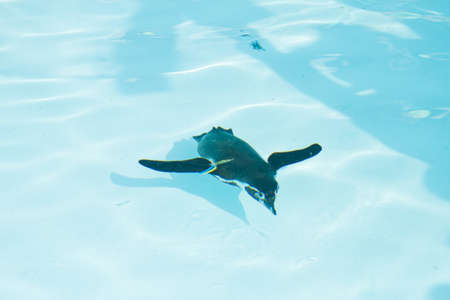 penguin in zoo .の写真素材