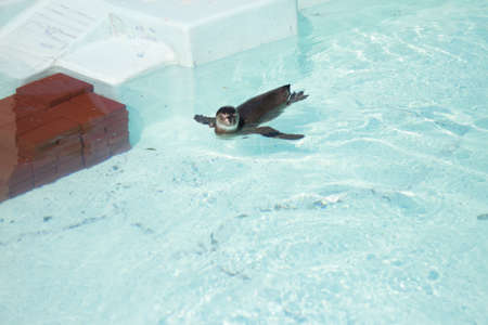 penguin in zoo .の写真素材