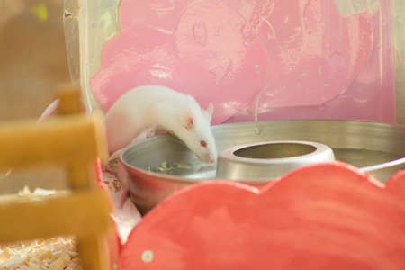 white mouse in house outdoor landscape .の写真素材