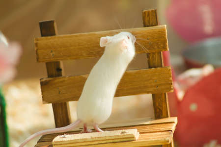 white mouse in house outdoor landscape .の写真素材