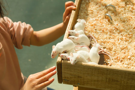 white mouse in house outdoor landscape .の写真素材