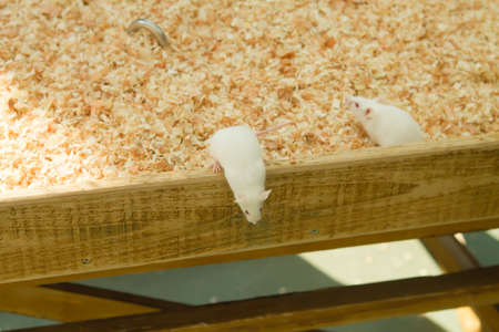 white mouse in house outdoor landscape .の写真素材