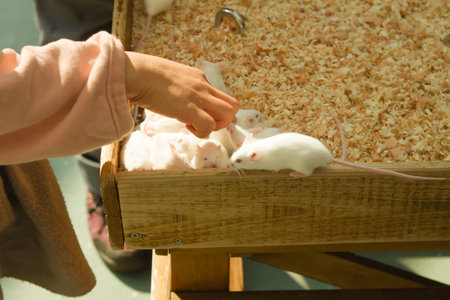 white mouse in house outdoor landscape .の写真素材