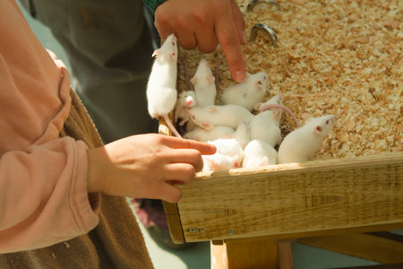 white mouse in house outdoor landscape .の写真素材