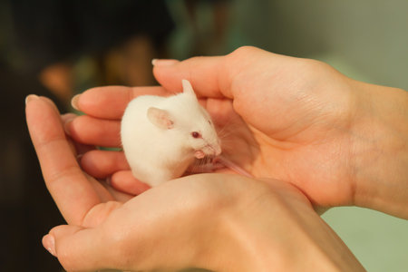 white mouse in house outdoor landscape .