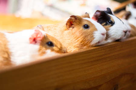 Guinea pig in zoo outdoor landscape.の写真素材
