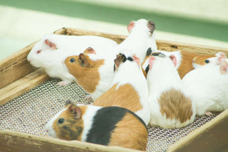 Guinea pig in zoo outdoor landscape.の素材 [FY31080934517]