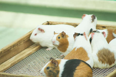 Guinea pig in zoo outdoor landscape.の写真素材