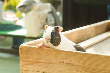 Guinea pig in zoo outdoor landscape.の写真素材