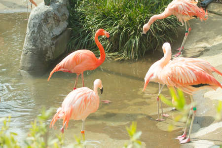 Pink flamingo in zoo landscape. .の写真素材